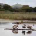 Nature Group visited Ham Wall RSPB Reserve